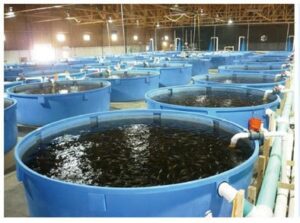 Intensive Aquaculture System
